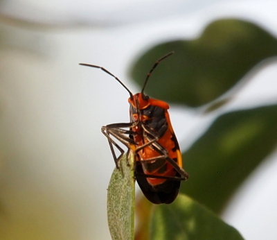[This orange and black creature is perched on the top of a leaf such that its underside faces the camera. The two long black antenna each appear to be in three sections. The head is orange while its eyes are black. The underside of the body is black and orange. ]